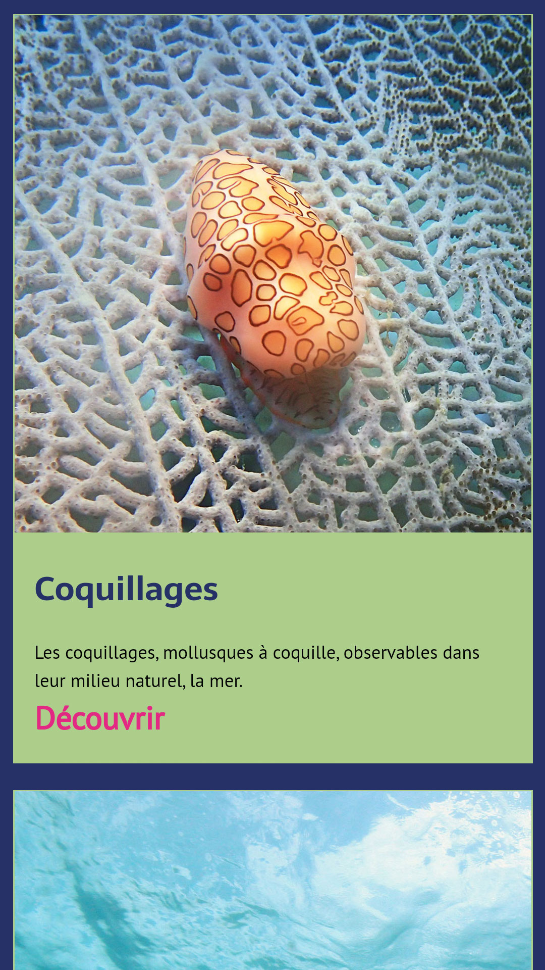 App Récifs des Antilles Rubrique mollusques