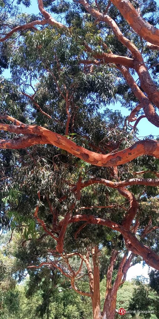 Melbourne, Victoria, tree