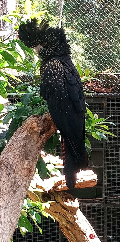 Melbourne, Victoria, perroquet