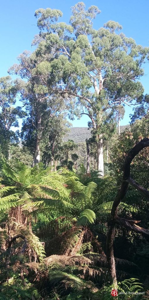 Melbourne, Victoria, tree